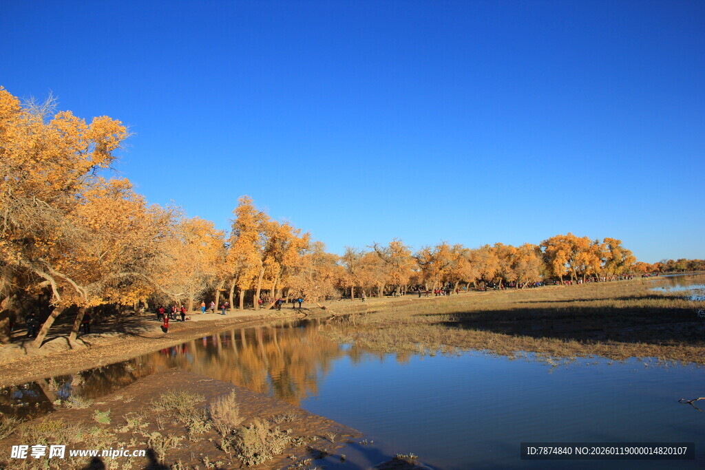 秋日河畔金黄树林美景