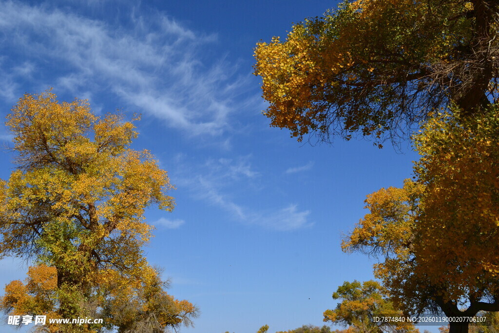 秋日蓝天黄叶树木美景