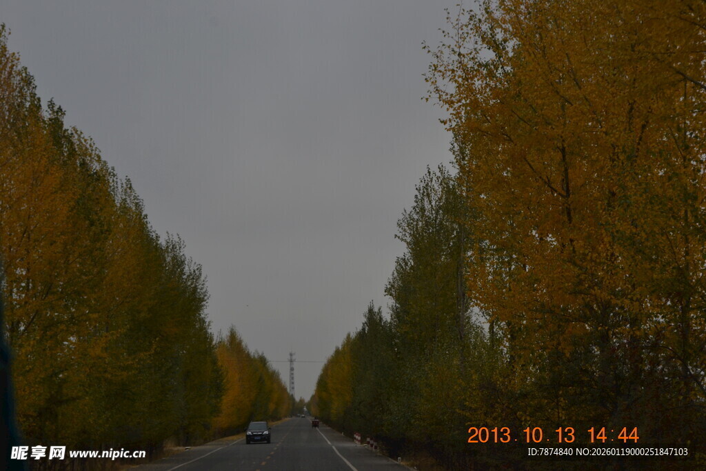 秋日林荫公路美景