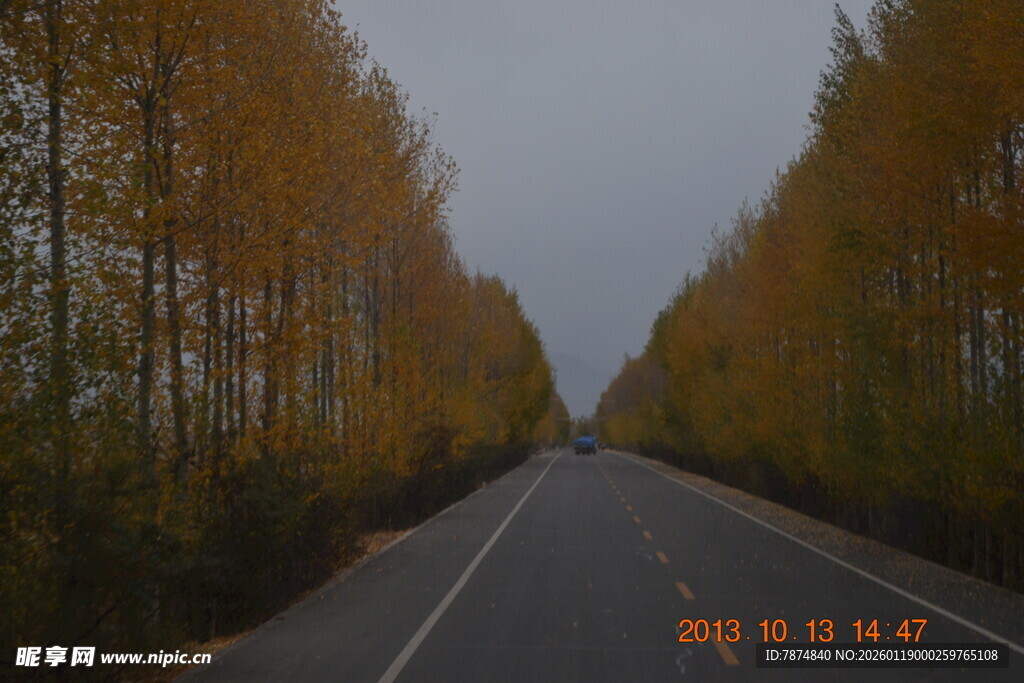 秋日林间公路 金黄美景