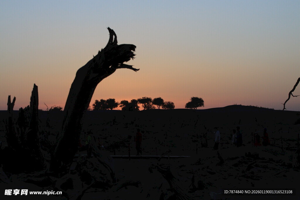 沙漠枯木剪影