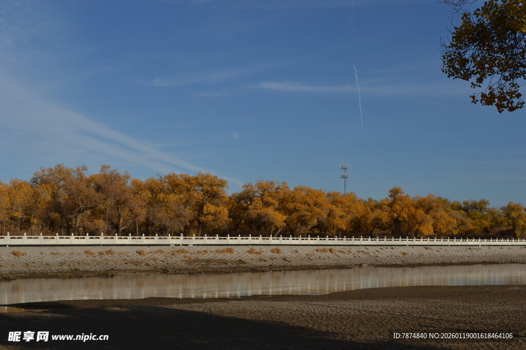秋日河畔金黄树林美景