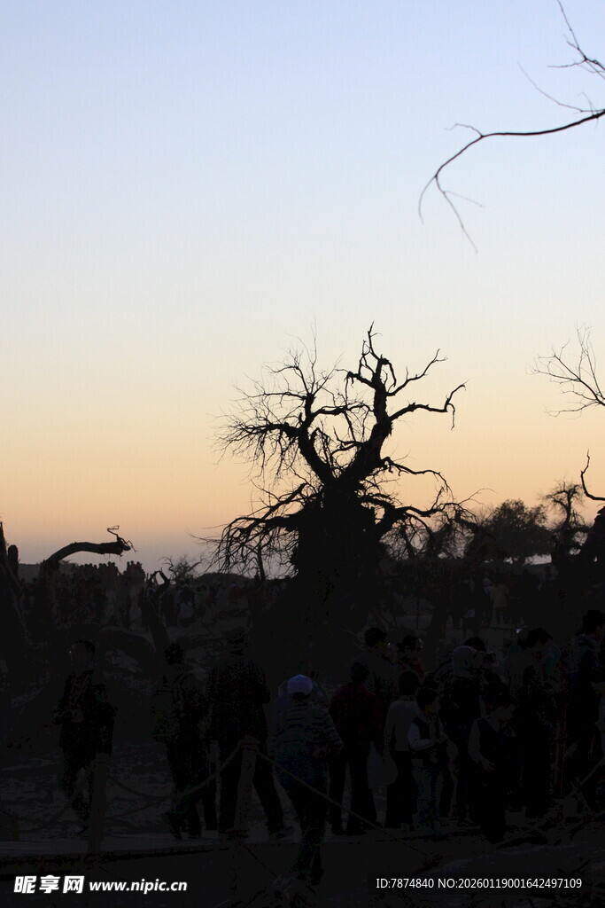 夕阳下的古树下人群剪影