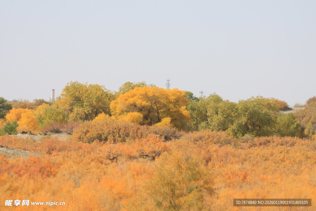 秋日金黄原野风光