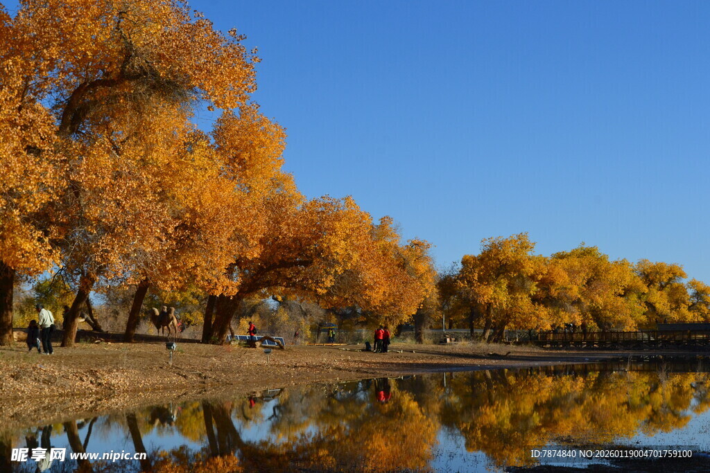 秋日湖畔金黄树木美景