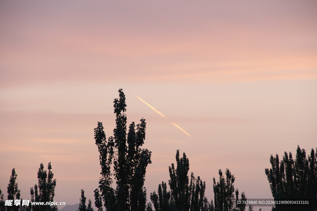 夕阳下的树梢与飞机尾迹