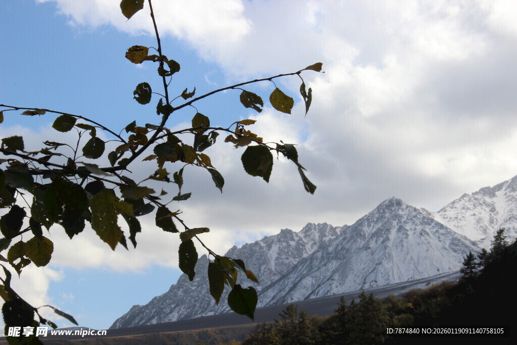 山间枝叶映衬巍峨雪山