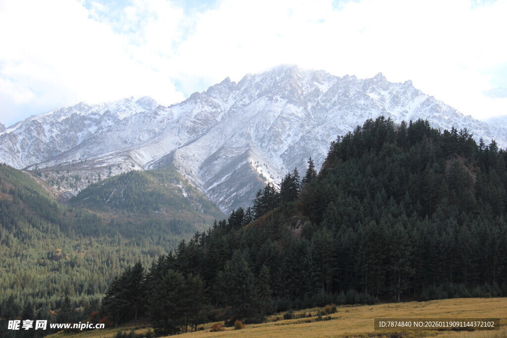 雪山下的葱郁山林