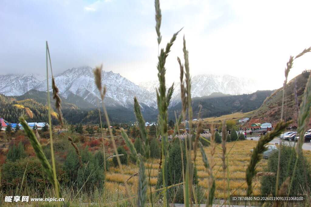 田野中的高大植物与远山