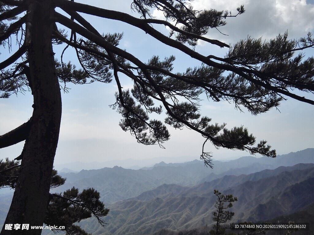山间松枝映远阔景致