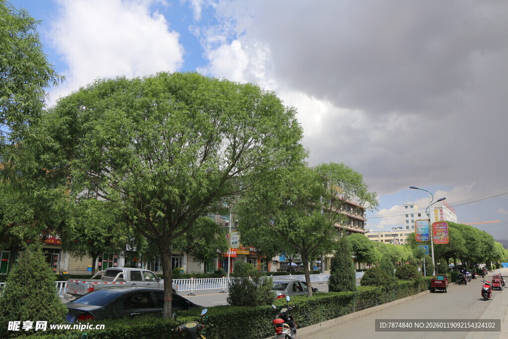 城市街道绿树成荫景象