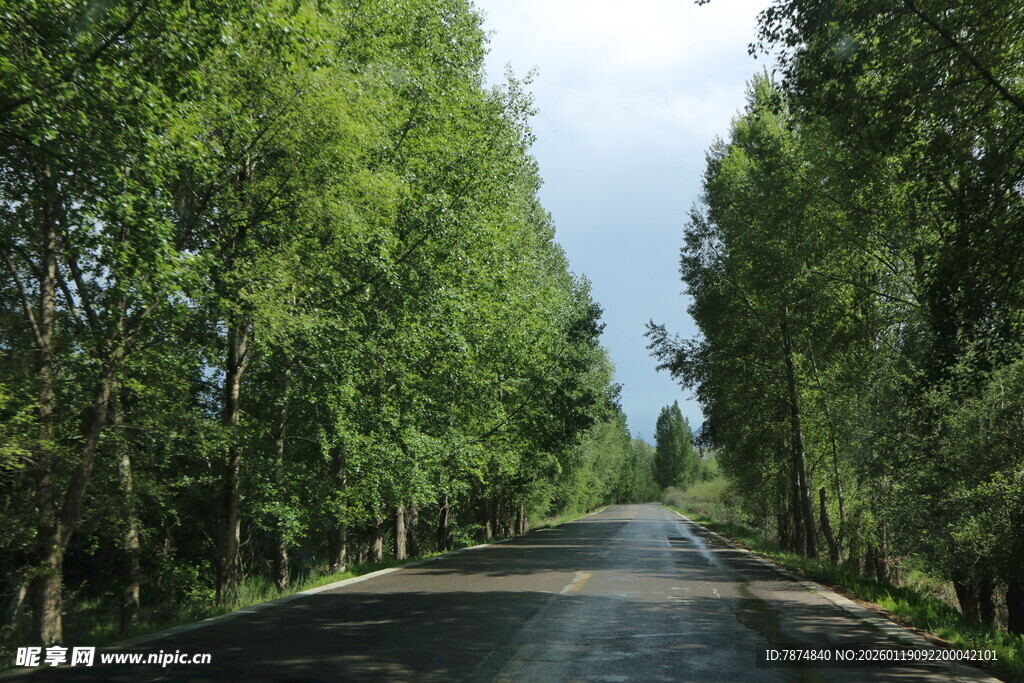 林间静谧公路