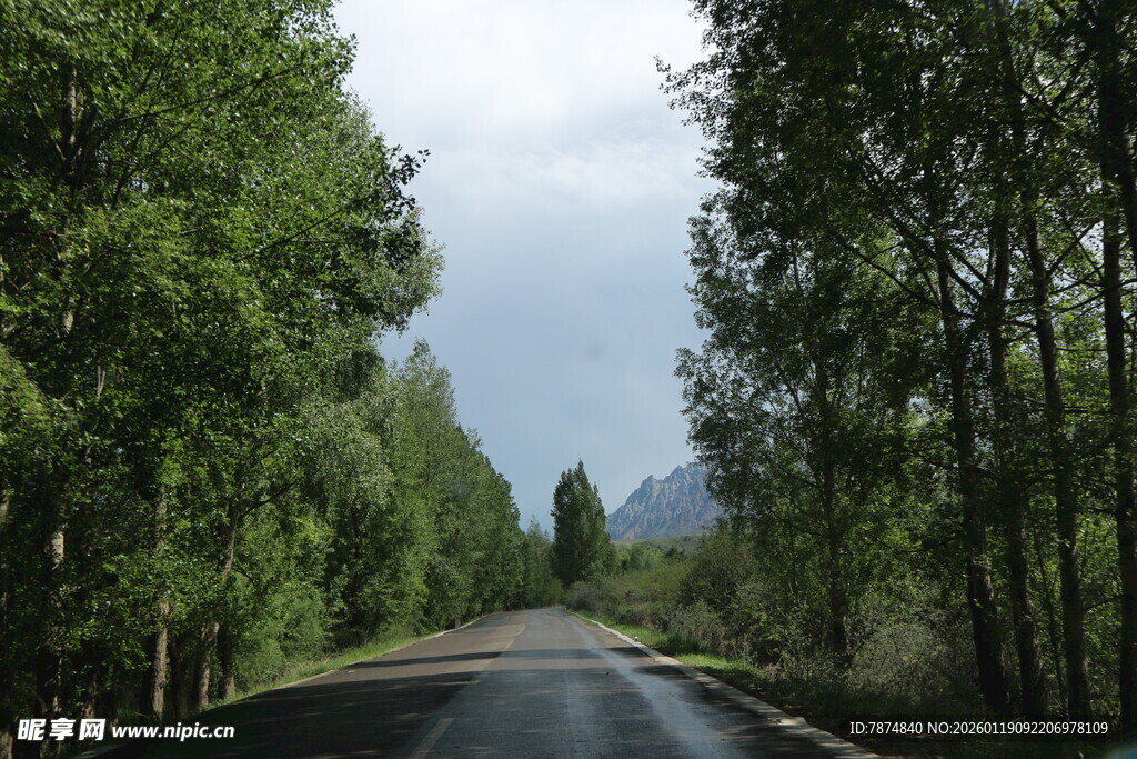 林间公路 绿意盎然的风景