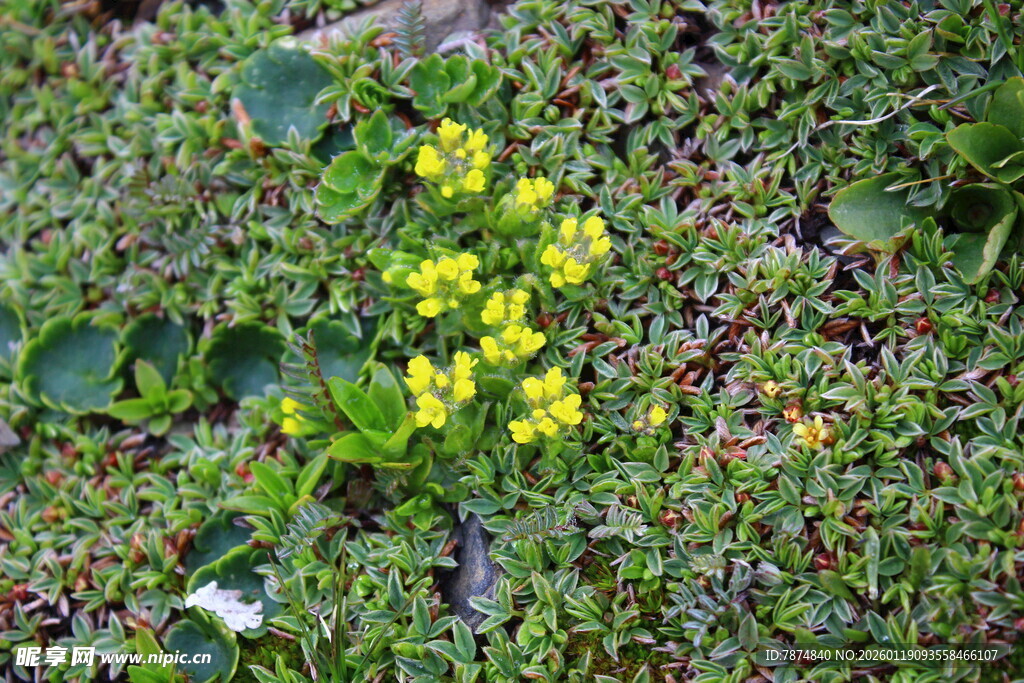 黄色小花点缀绿色草地