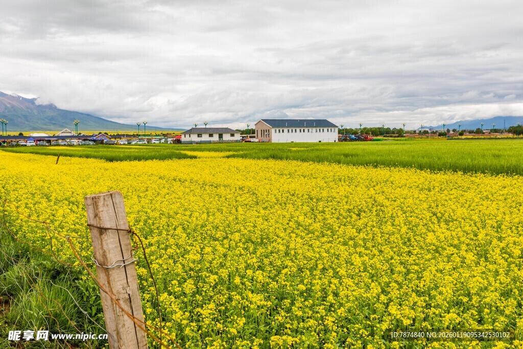 金黄油菜田与远山风景