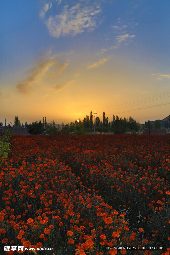 夕阳下的绚烂花海