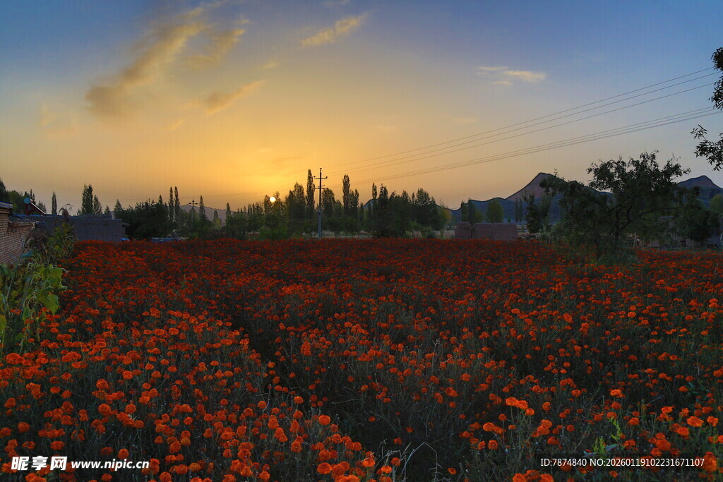 夕阳下的绚烂花田