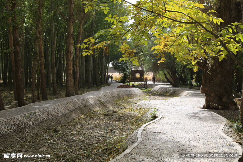 林间小道 静谧自然之景