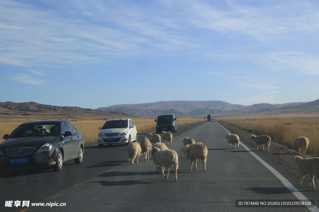 公路羊群与行驶车辆画面