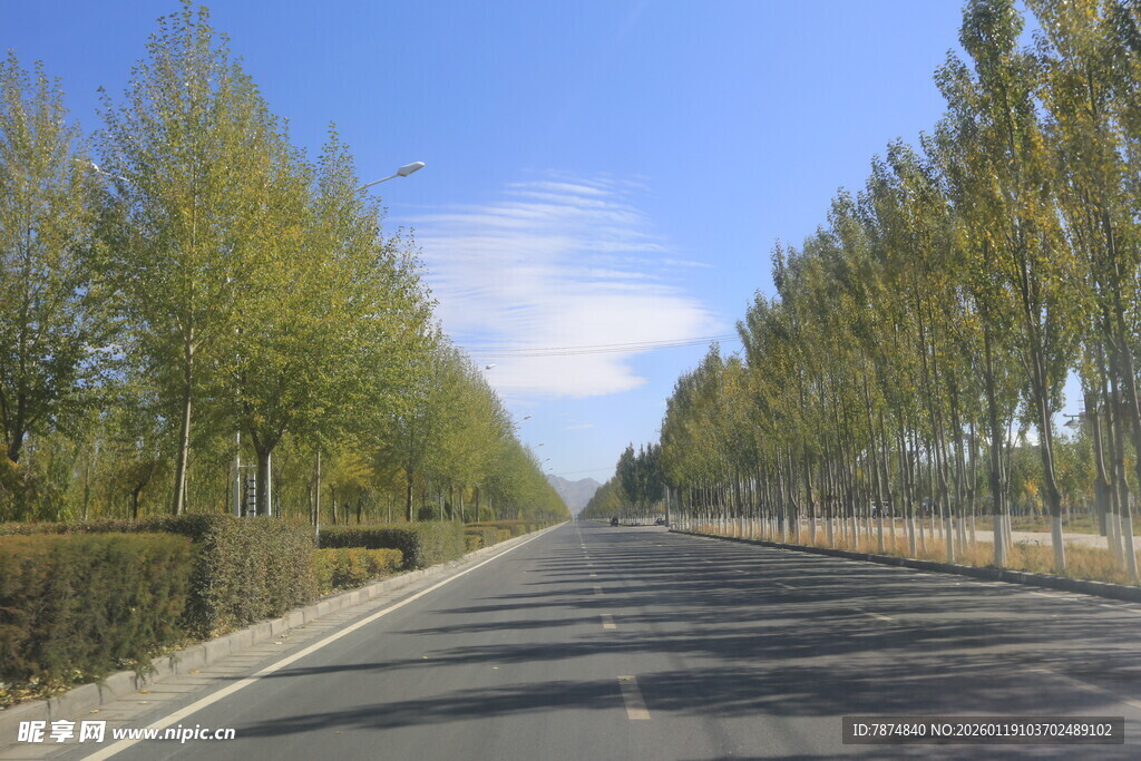 宽阔公路旁的成排绿树