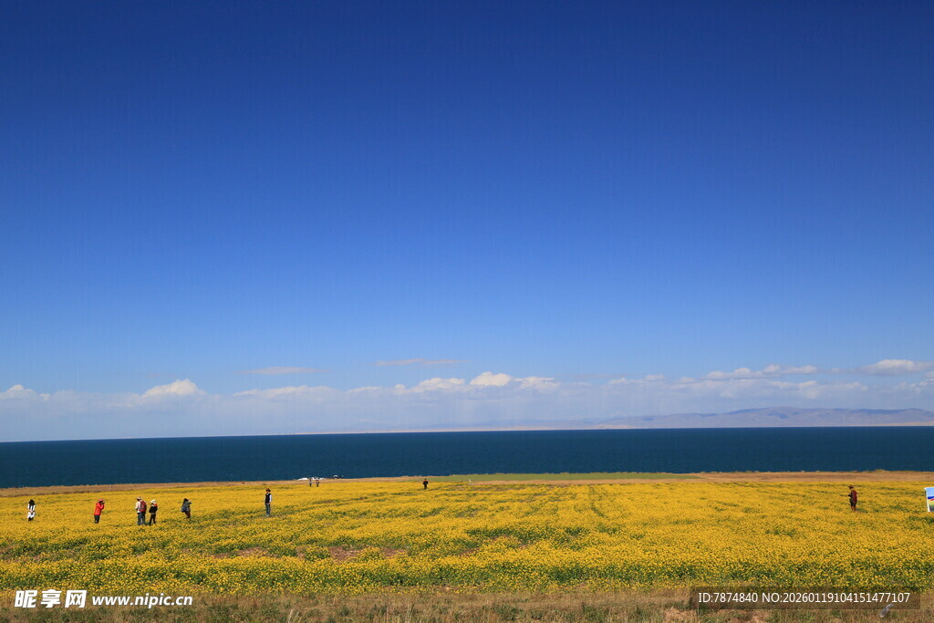 海边黄花田 悠然景致