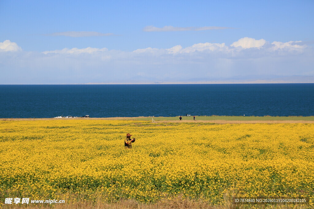 湖畔黄花地 悠然骑行景