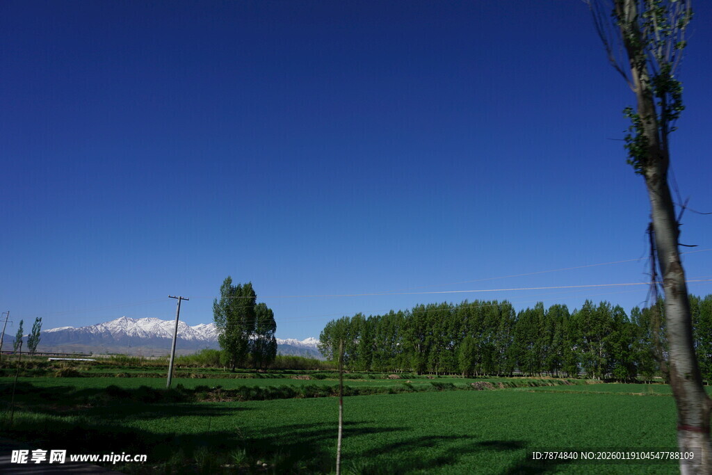田园风光下的葱郁绿树