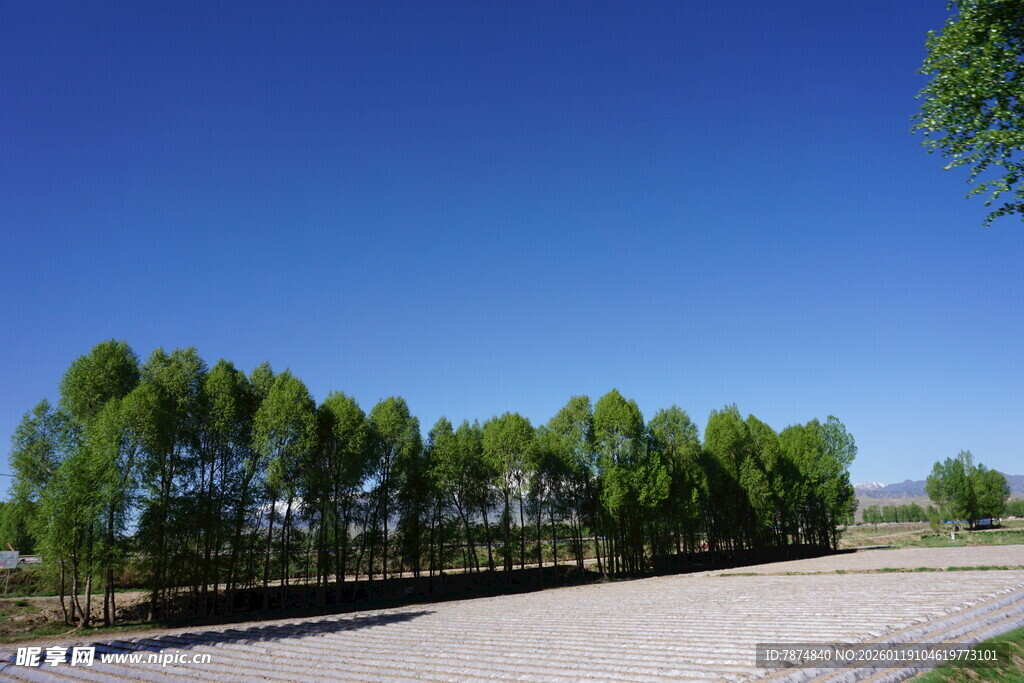乡间林荫路 清新自然景