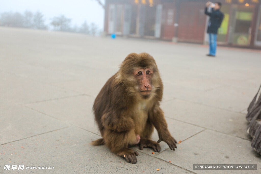 路边独坐的猴子