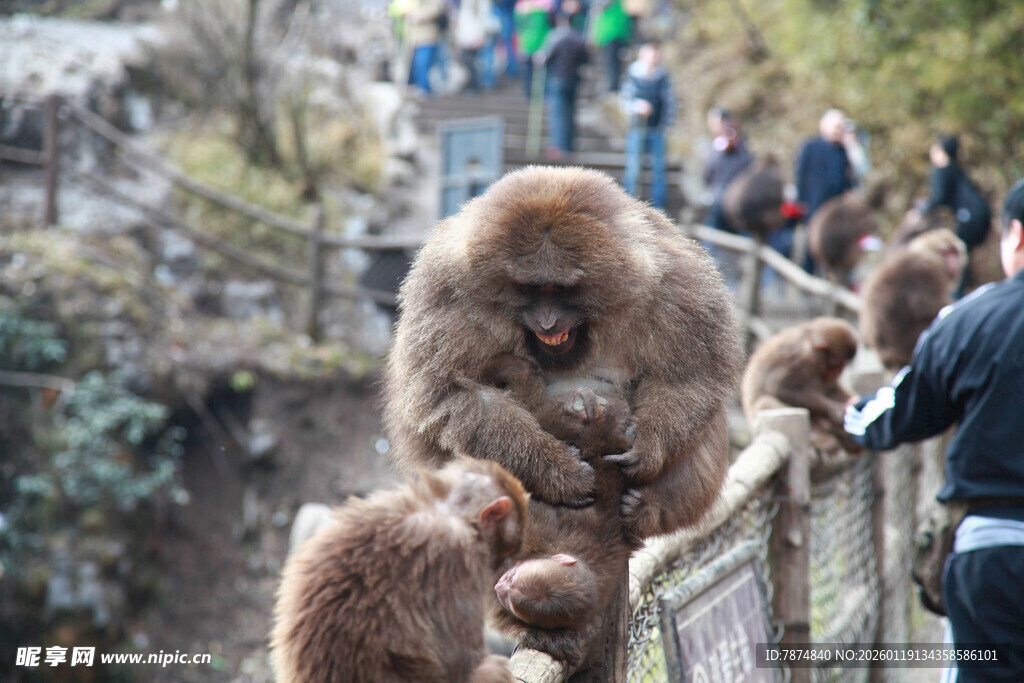 游客旁的猴子互动场景
