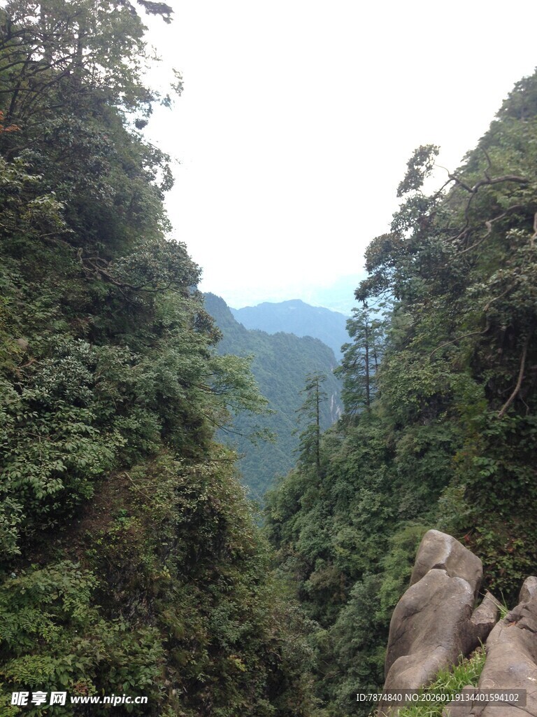 山间葱郁密林景观