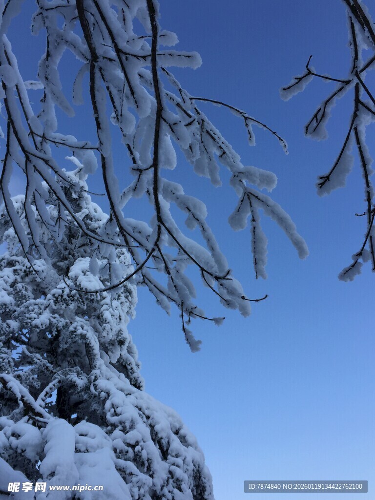 雪覆松枝映蓝天