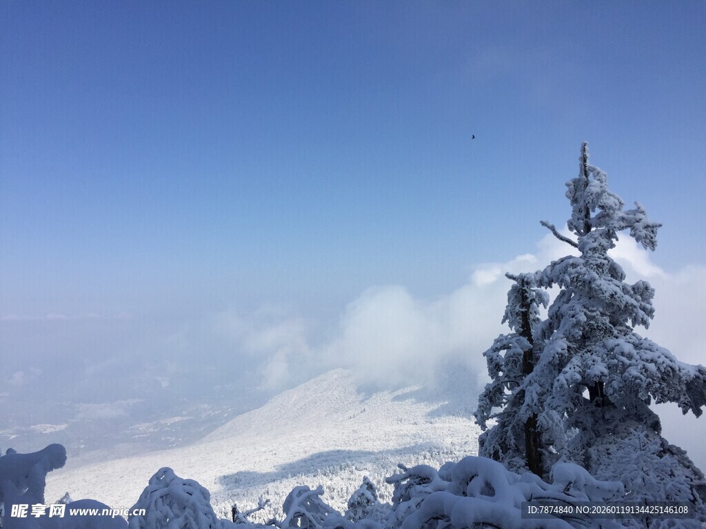雪覆山巅的挺拔雪松