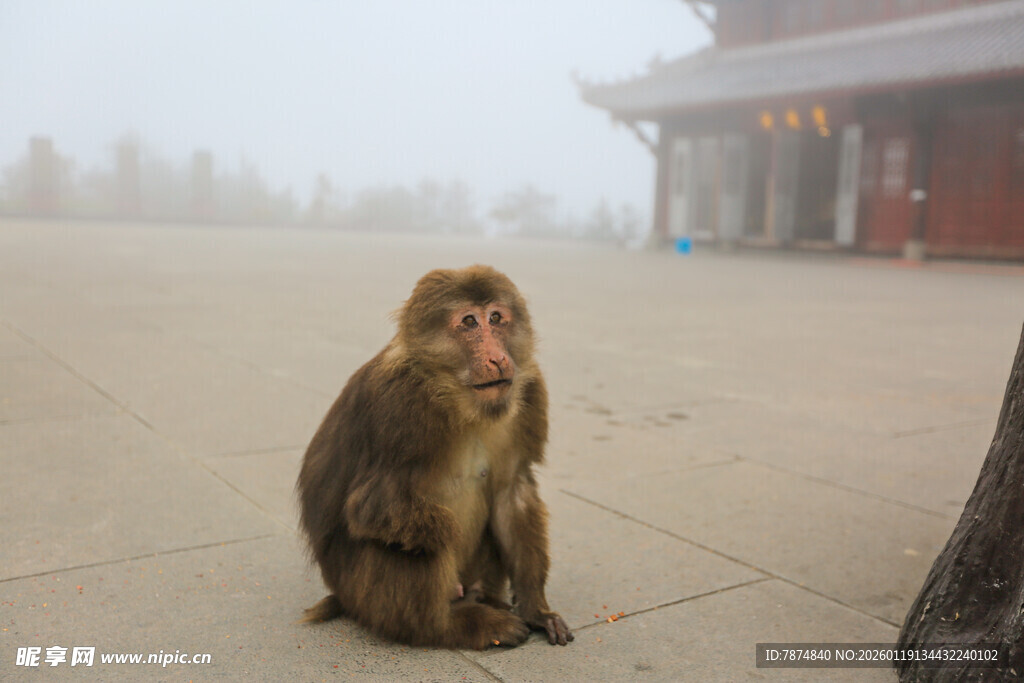 寺庙前独坐的猴子