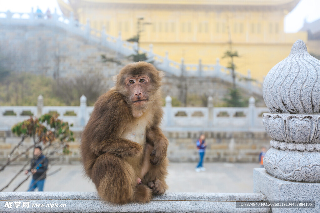寺庙旁的猴子