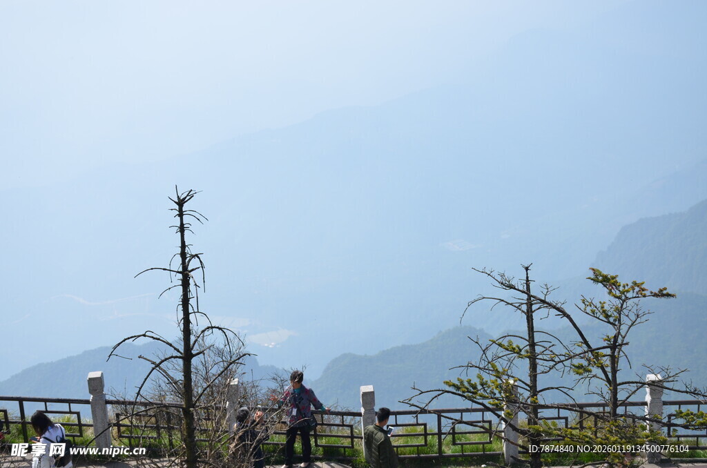 山间观景处的稀疏树木