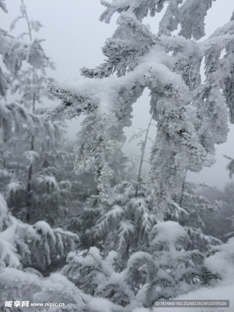 雪覆松枝的冬日美景