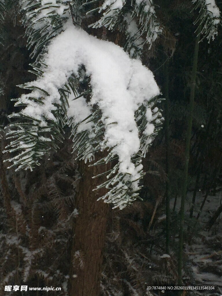 枝头覆雪的翠绿树木