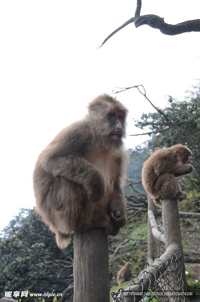两只猴子坐于木桩