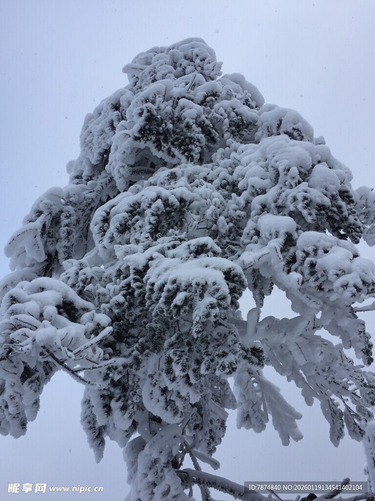 雪覆松枝美景