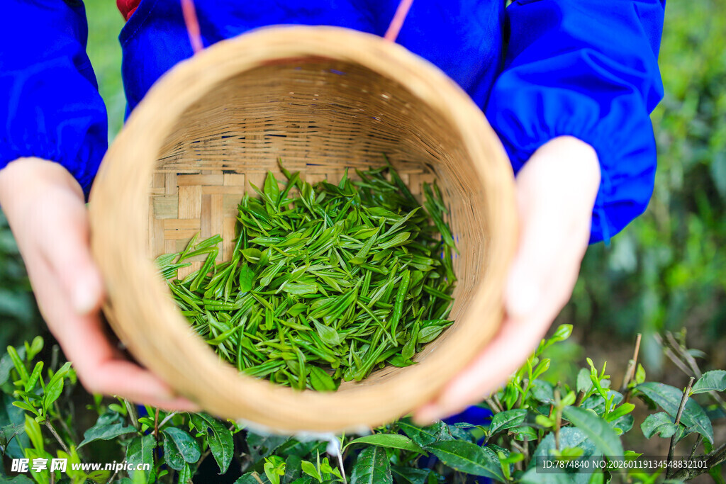 双手捧起鲜嫩茶叶
