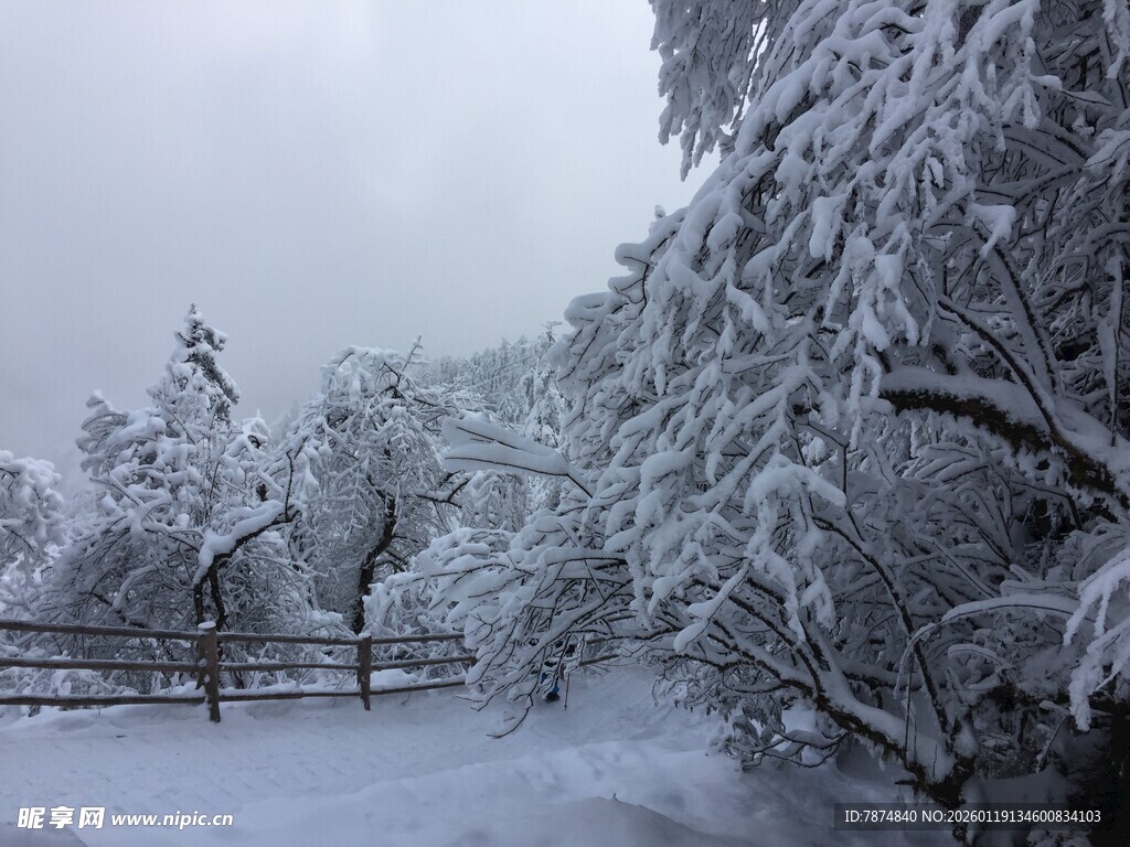 雪覆树林的冬日美景