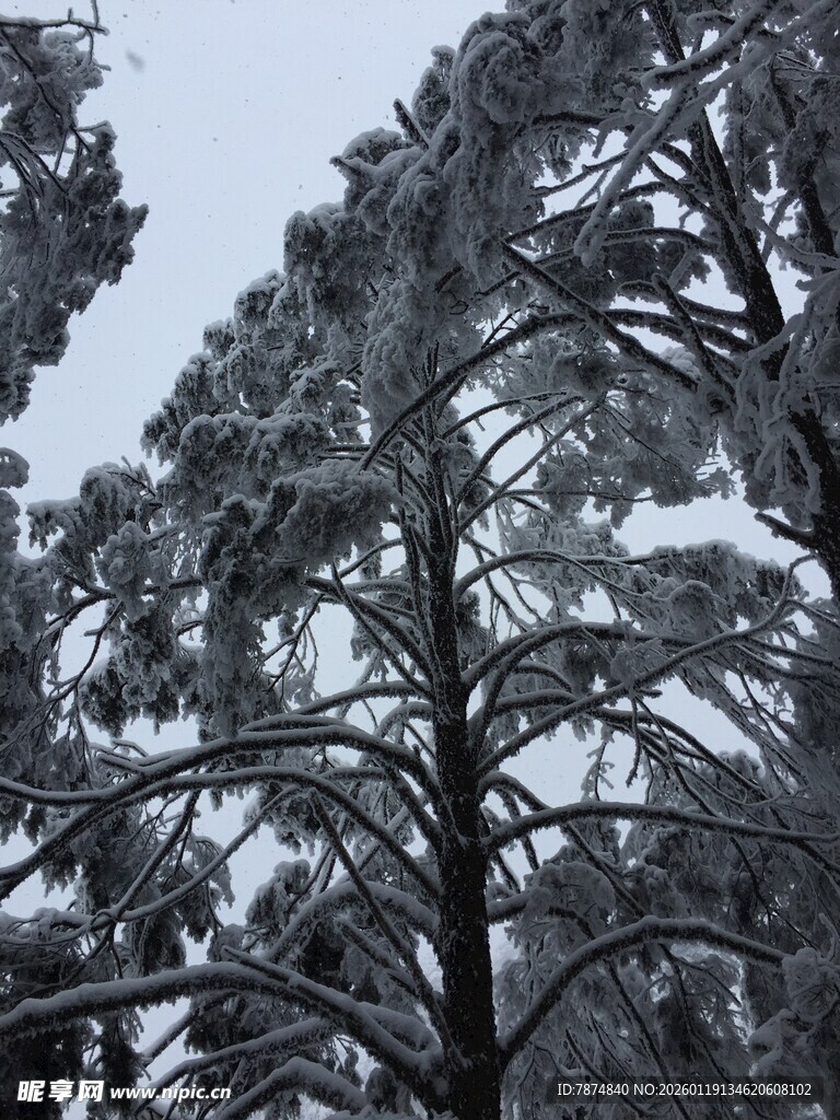雪覆松树美景
