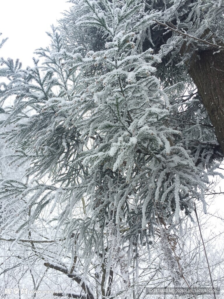 枝头覆雪的冬日景象
