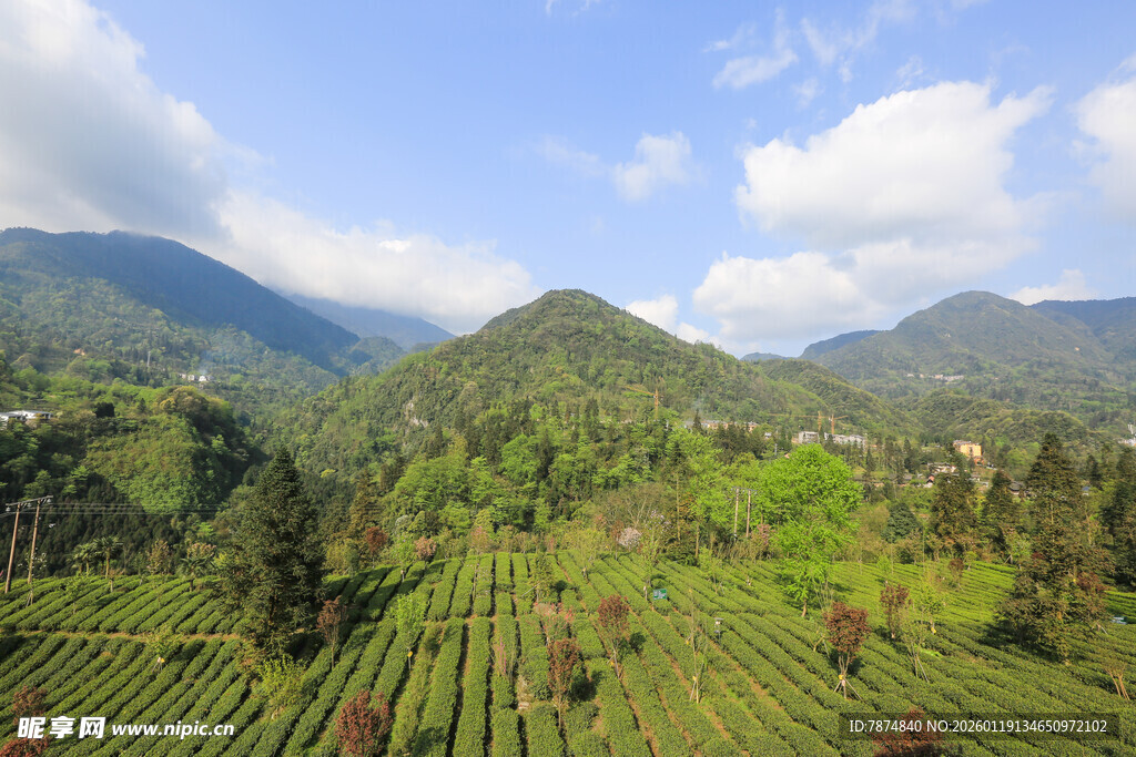 山间茶园美景