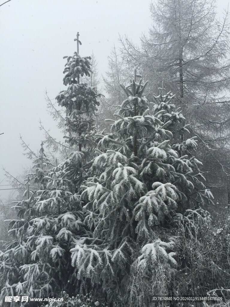 雪覆松林 雾中静谧景致