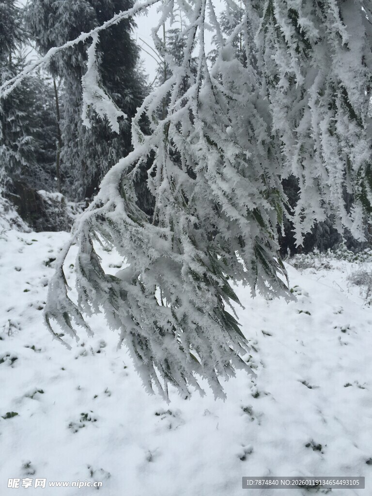 雪覆松枝的冬日景观