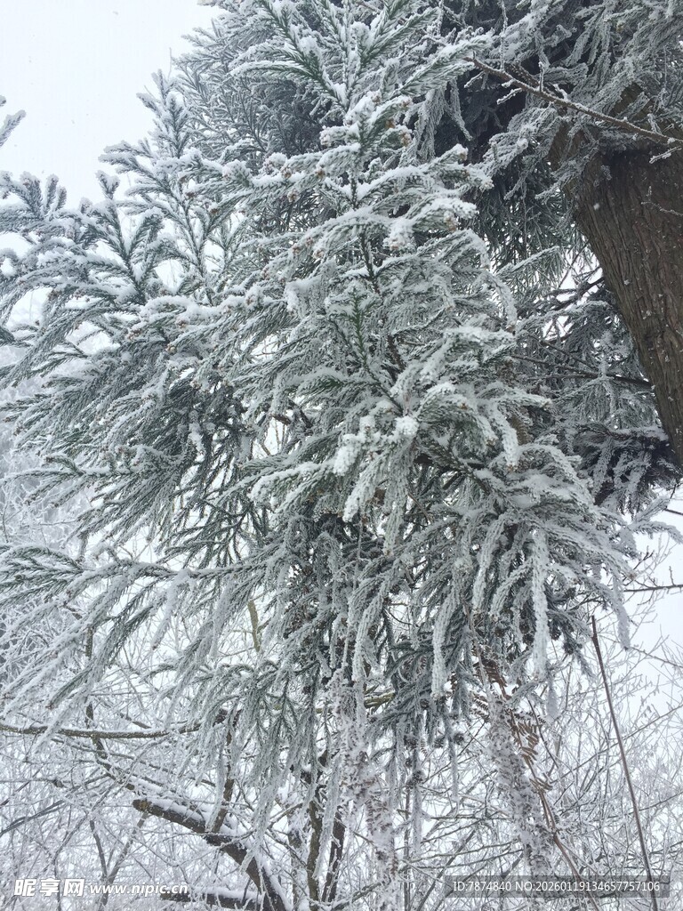 雪覆松枝的冬日美景