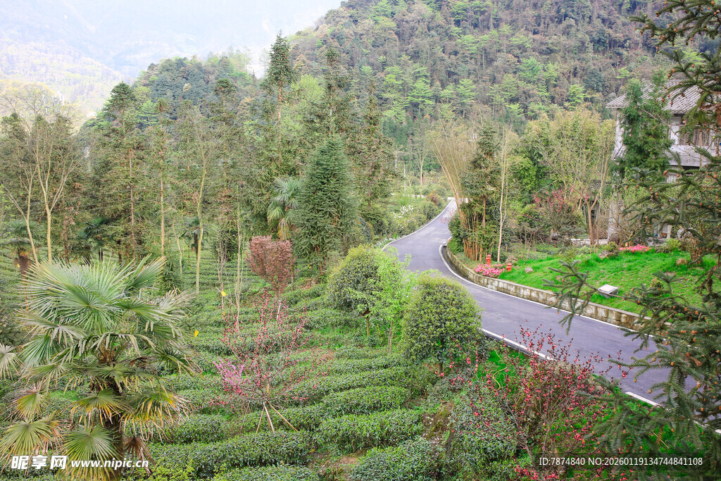 山间蜿蜒公路旁绿植繁茂