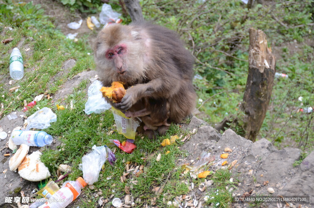 猴子在垃圾堆中觅食